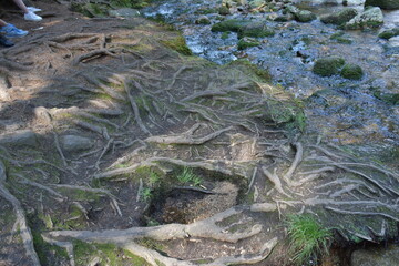 wymytekkorzenie drzew na brzegu potoku