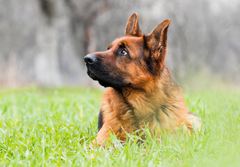 pensive adult German Shepherd dog lies in green grass