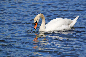 Swan on the River Teign	