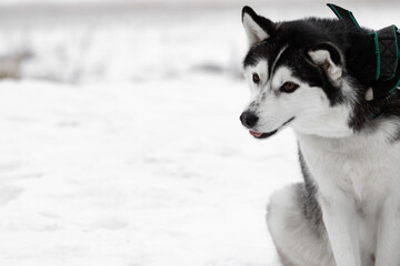 Portrait of a Siberian husky dog with black white color with brown eyes which sits in the snow on the street in winter with a funny snout while it caress and scales her hand in the glove copy space.