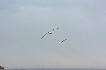 Seagulls Flying in the Summer Grey Sky