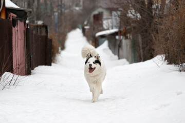 A dog, a white-colored husky with black spots, runs down the center of the frame down the street among private houses in a summer village in the snow right on camera with a fallen tongue.