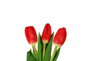 Three red tulips. Isolated over white background. Close-up.
