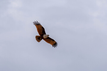 Adler auf Sri Lanka 