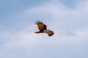 Adler auf Sri Lanka 