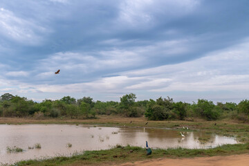 Adler auf Sri Lanka 