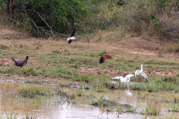 Adler auf Sri Lanka 