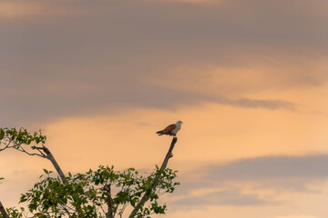 Adler auf Sri Lanka 