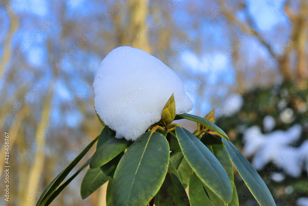 Sticker Beautiful closeup view of a snowball on the top of the plant leaves on a blurry background