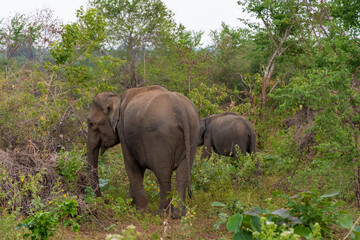 Fototapeta premium wilde Elefanten auf Sri Lanka