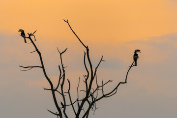 Hornvogel auf Sri Lanka beim Sonnenuntergang