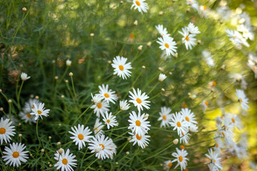 Argyranthemum frutescens. It (marguerite, marguerite daisy, dill daisy) is a genus of flowering...