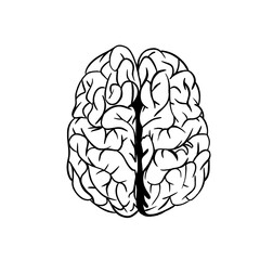 human brain illustration black lines