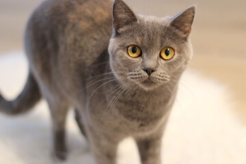 British Shorthair Blue