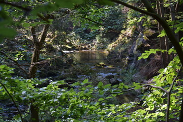 Malowniczy las i potok, który płynie przez gęstwinę