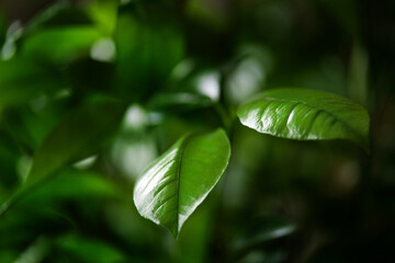 Green leaves of a citrus tree