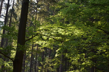 słońce i drzewo w lesie liściastym