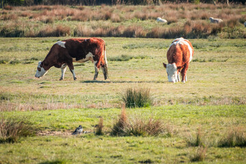 Cattle grazing in the marshes beside the River Thurne in Norfolk on a bright sunny morning