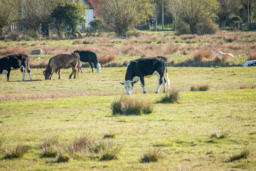 Fototapeta premium Cattle grazing in the marshes beside the River Thurne in Norfolk on a bright sunny morning