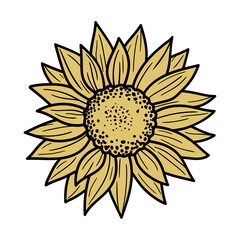 Sunflower. Vector illustration isolated on a white background. Good for posters, t shirts, postcards.