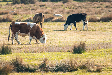 Cattle grazing in the marshes beside the River Thurne in Norfolk on a bright sunny morning