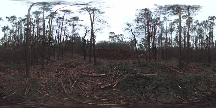VR360, Holzernte im Wirtschaftswald nach Baumf&auml;llung mit Harvester, R&uuml;ckeweg, Holzlager,
Waldumbau, Klimawandel, Bayern
