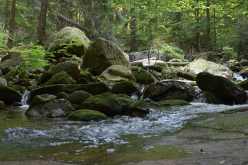 Malowniczy las i potok, który płynie przez gęstwinę