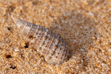 Galle auf Sri Lanka am Strand beim Sonnenuntergang