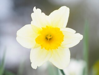 Frühling - Narzisse in voller Blütenpracht