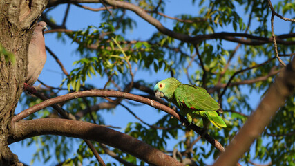 turquoise-fronted amazon (Amazona aestiva) in the wild