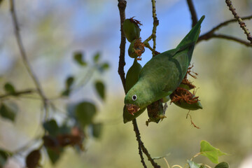 portrait of Yellow-chevroned parakeet (brotogeris chiriri), feeding on a kurrajong tree