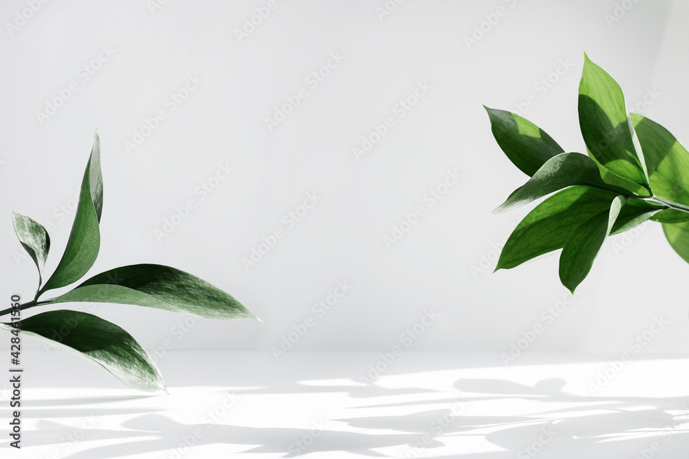 Wall mural creative layout of colorful riskus leaves on a white background in the rays of the sun, with shadows