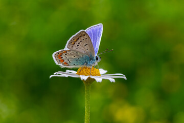 Early morning Common Blue butterfly, Polyommatus icarus, pollinating on a flower in a meadow under bright sunlight.