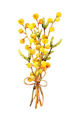 Spring bouquet of yellow mimosa flowers with a ribbon. Hand watercolor illustration isolated on white background. For the design of holiday products for Easter, International Women's Day.