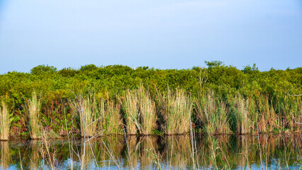 Tall swamp grass in the morning marsh