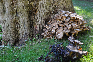 Mushrooms growing at the base of a tree