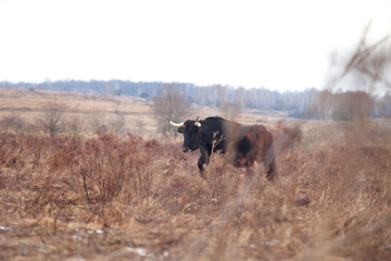 Aurochs breeding on the farm. Old cow on the grazing. European native cow. 