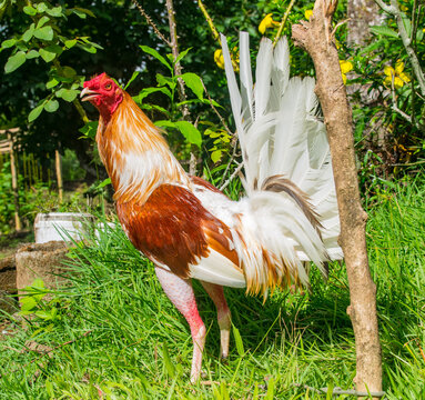 Gallos De Pelea  Criados En Panamá,  Bien Entrenados Y Con Plumas Coloridas