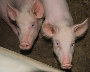 Three month old pigs raised on a farm in Panama