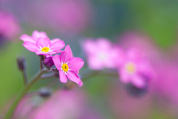 Little pink spring flowers, veronica speedwell. Springtime garden with beautiful pink flowers.