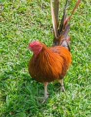 Gallo de pelea criado en Panam&aacute;, bien entrenado y con plumas coloridas