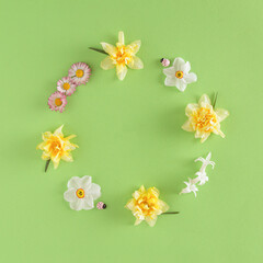 Creative spring layout made of white,yellow narcissus, daisy,  hyacinth flowers and pink ladybug on green  background. Nature circle wreath flat lay.