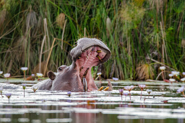 Hippopotamus in river in Okavango Delta - Botswana