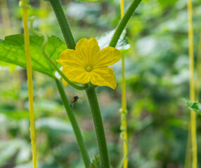 Cucumis sativus garden in Panama. Food, ecology and agriculture concepts