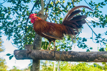 Gallo de pelea criado en Panamá, bien entrenado y con plumas coloridas
