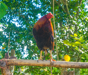 Gallo de pelea criado en Panamá, bien entrenado y con plumas coloridas