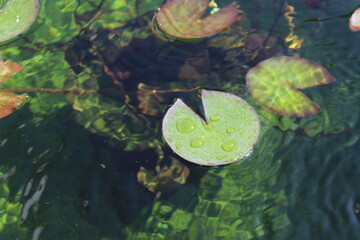 Flor de loto en un estanque