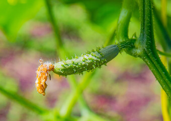 Pepino orgánico verde cultivado en una granja en Panamá