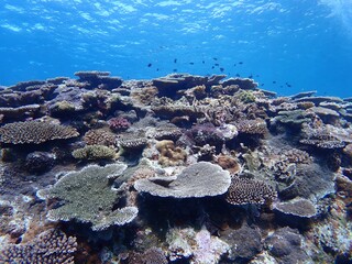 沖縄の海のサンゴ礁 © 鈴鹿 福嶋