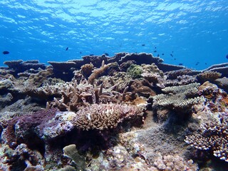 沖縄の海のサンゴ礁